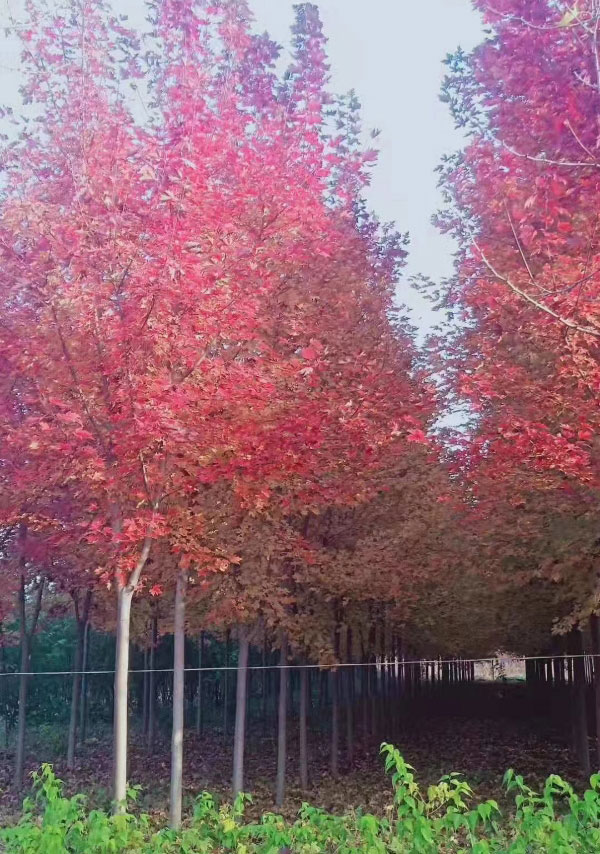 美國紅楓