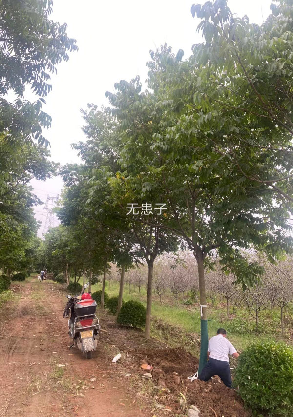 無(wú)患子