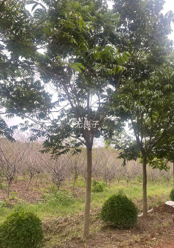 無(wú)患子